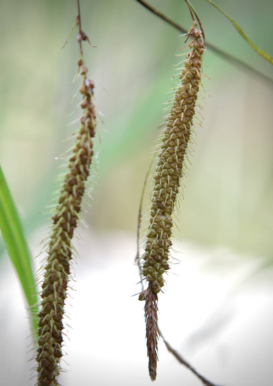 Photo of Fringed Sedge
