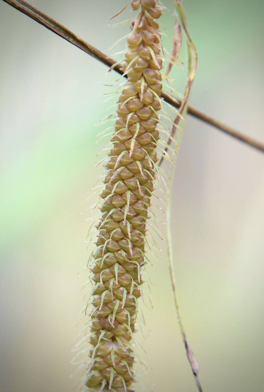Photo of Fringed Sedge