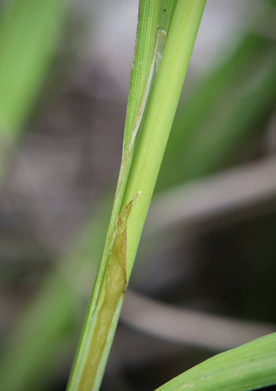 Photo of Fringed Sedge