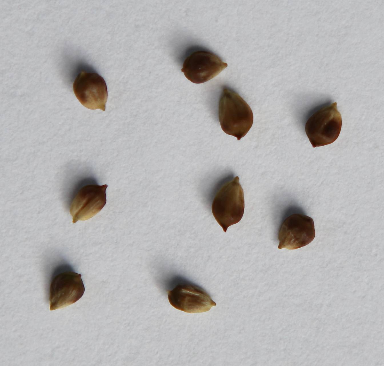 Photo of Fringed Sedge