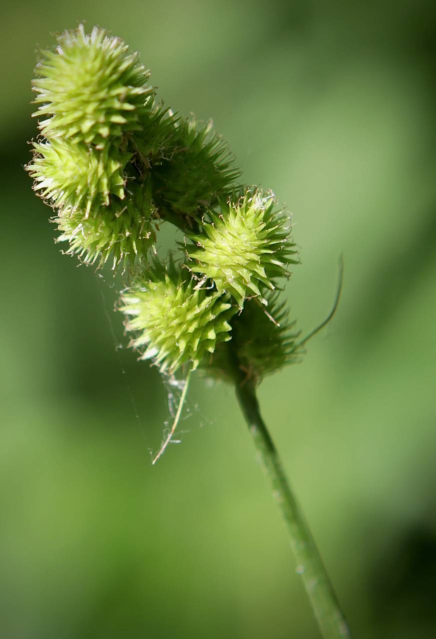 Photo of Crested Sedge