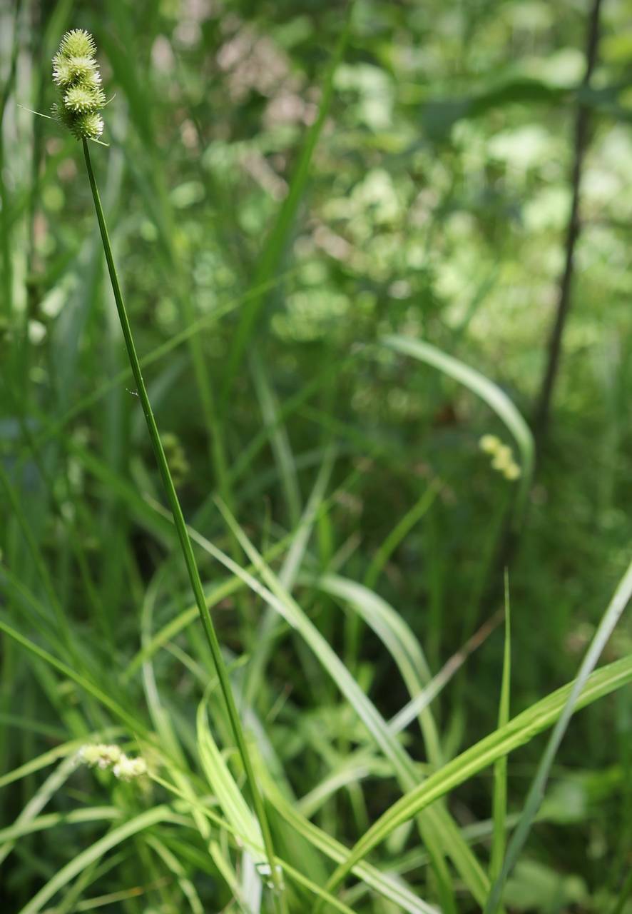 Photo of Crested Sedge