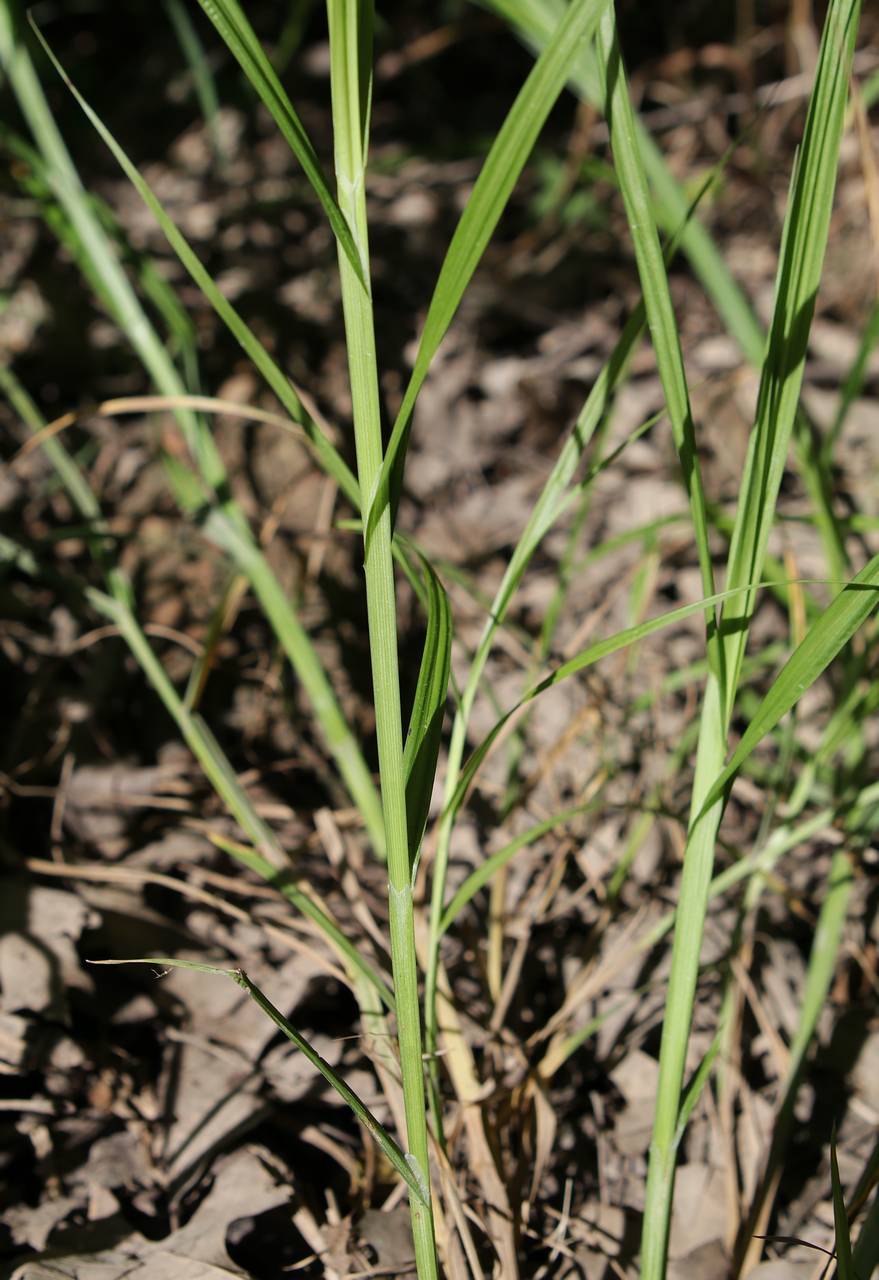 Photo of Crested Sedge