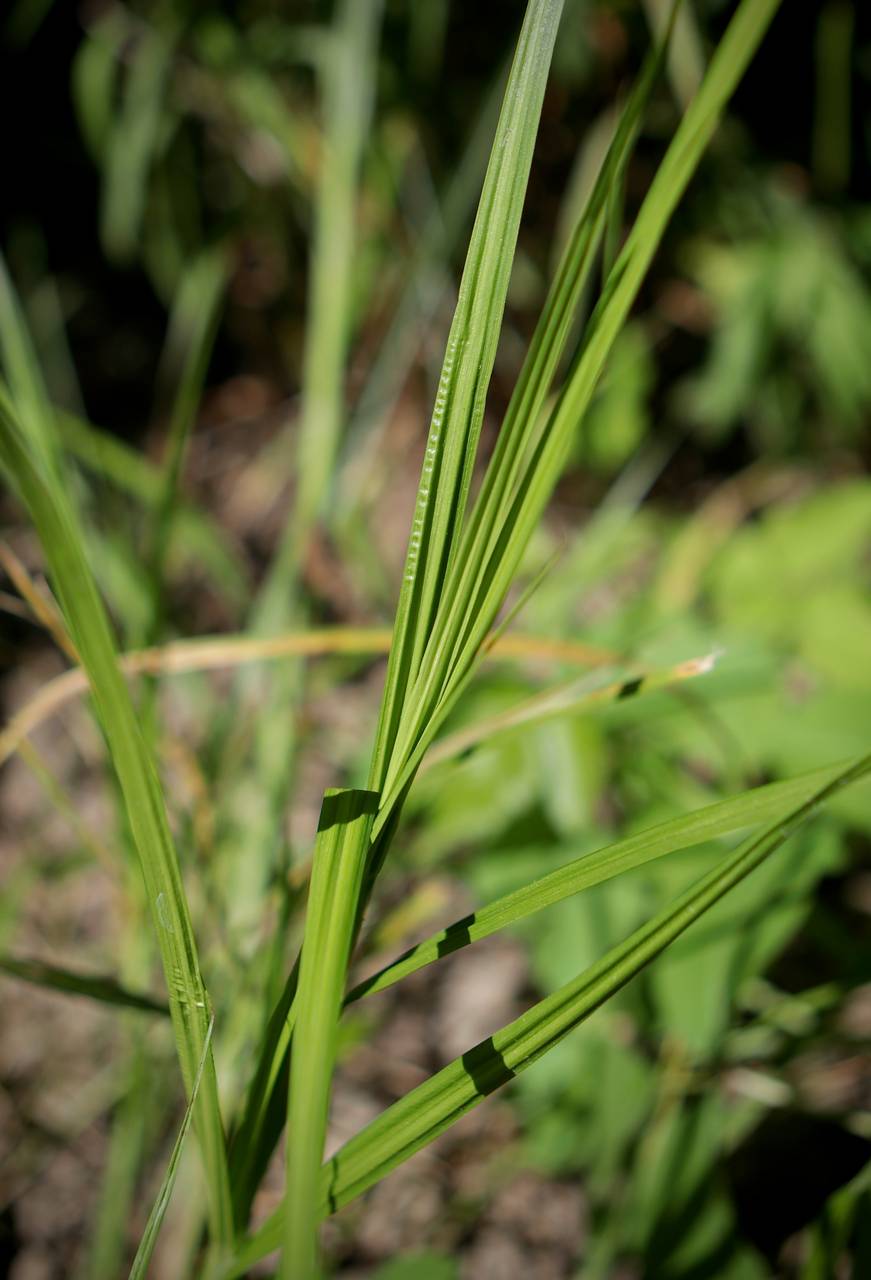 Photo of Crested Sedge