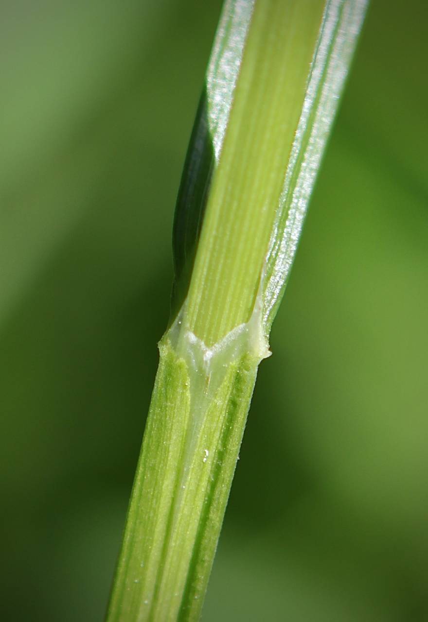 Photo of Crested Sedge