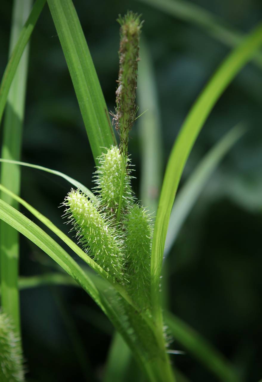 Photo of Frank's Sedge