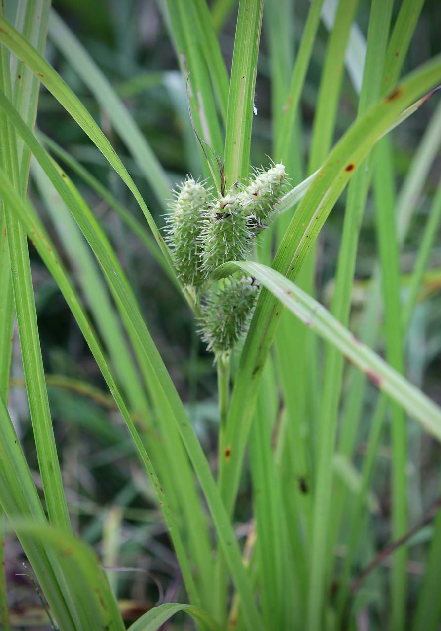 Photo of Frank's Sedge