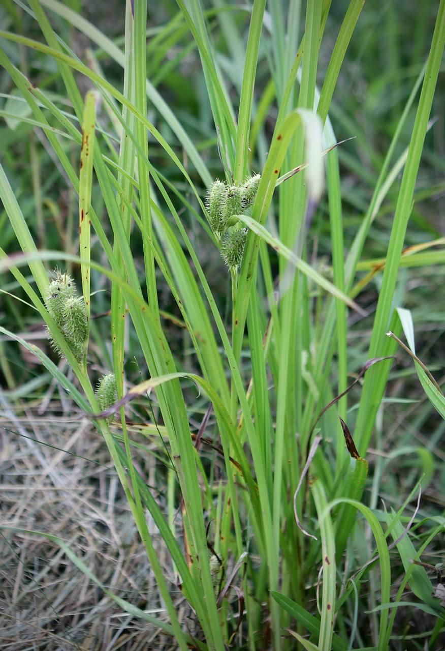 Photo of Frank's Sedge