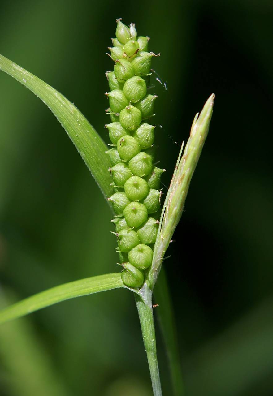 Photo of Limestone Meadow Sedge