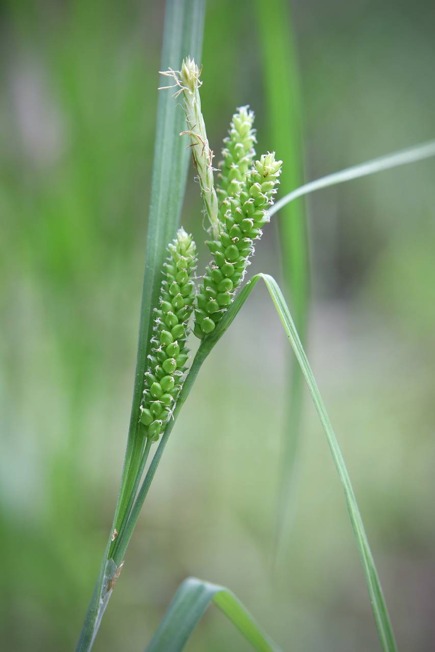 Photo of Limestone Meadow Sedge