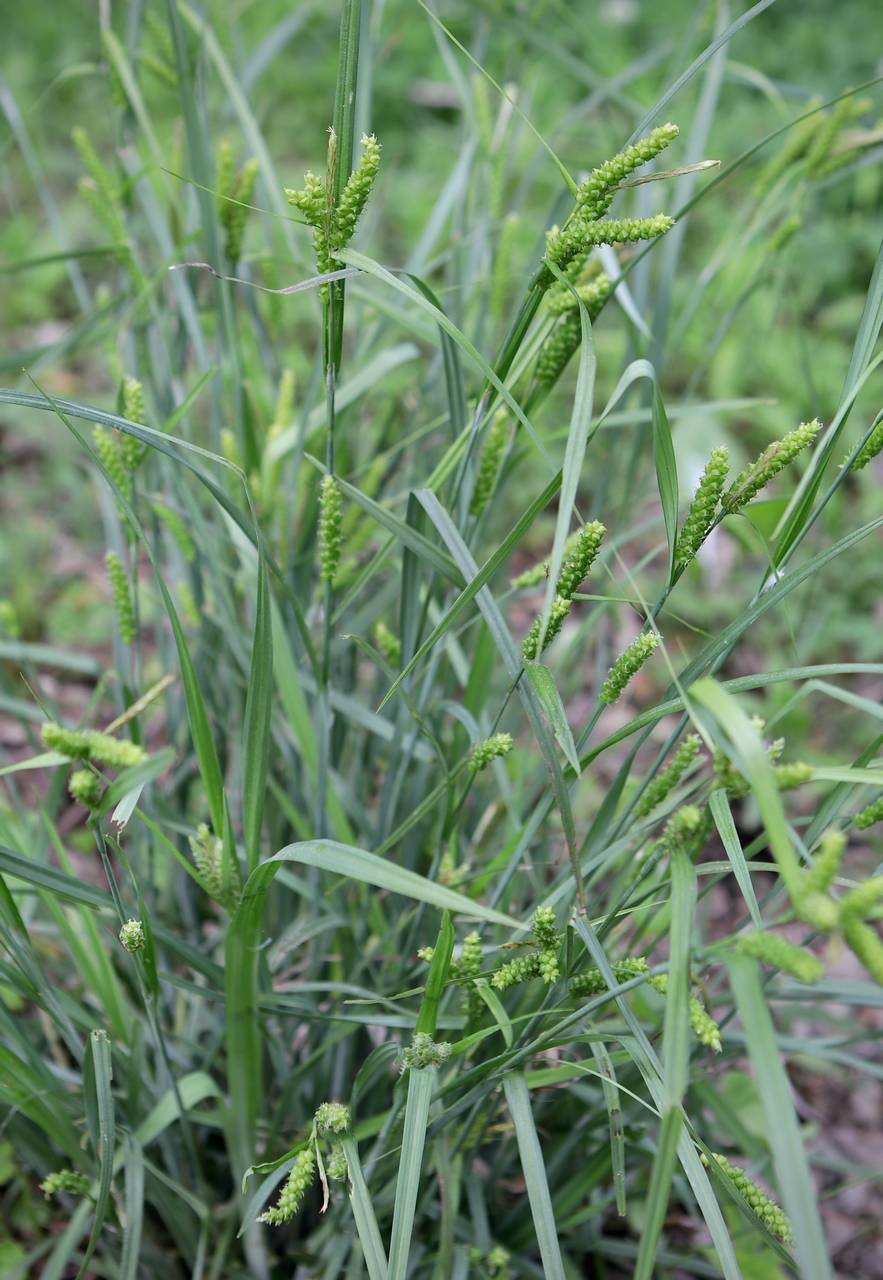 Photo of Limestone Meadow Sedge