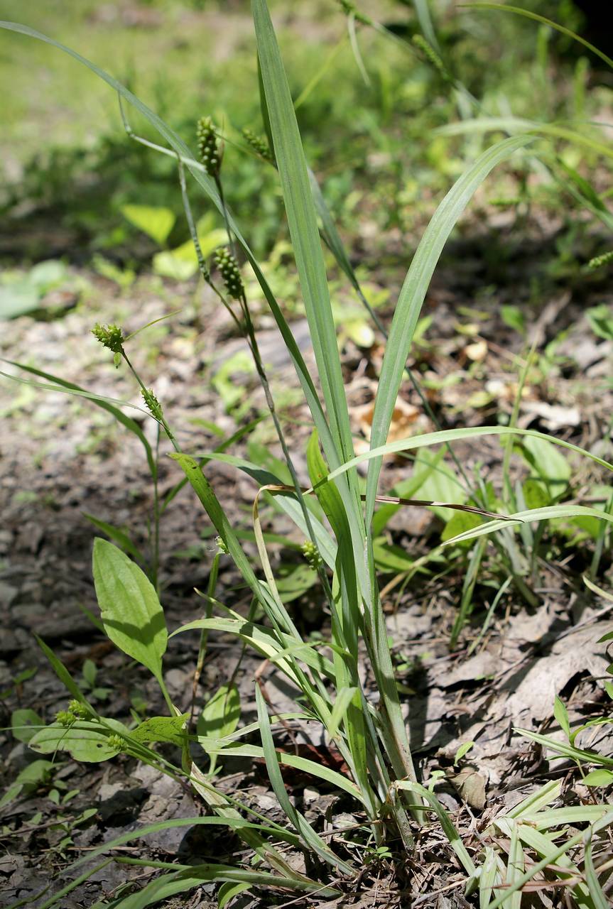 Photo of Limestone Meadow Sedge