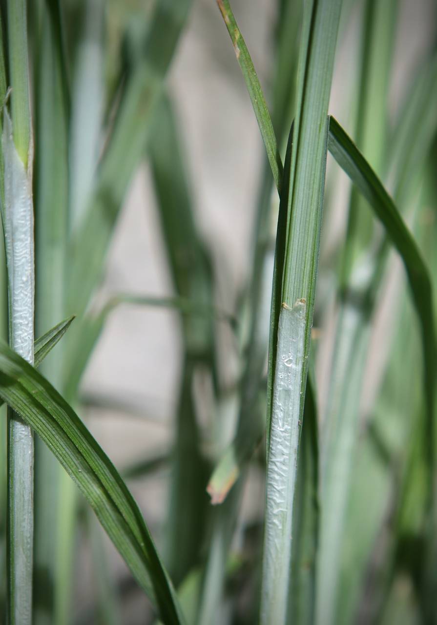 Photo of Limestone Meadow Sedge