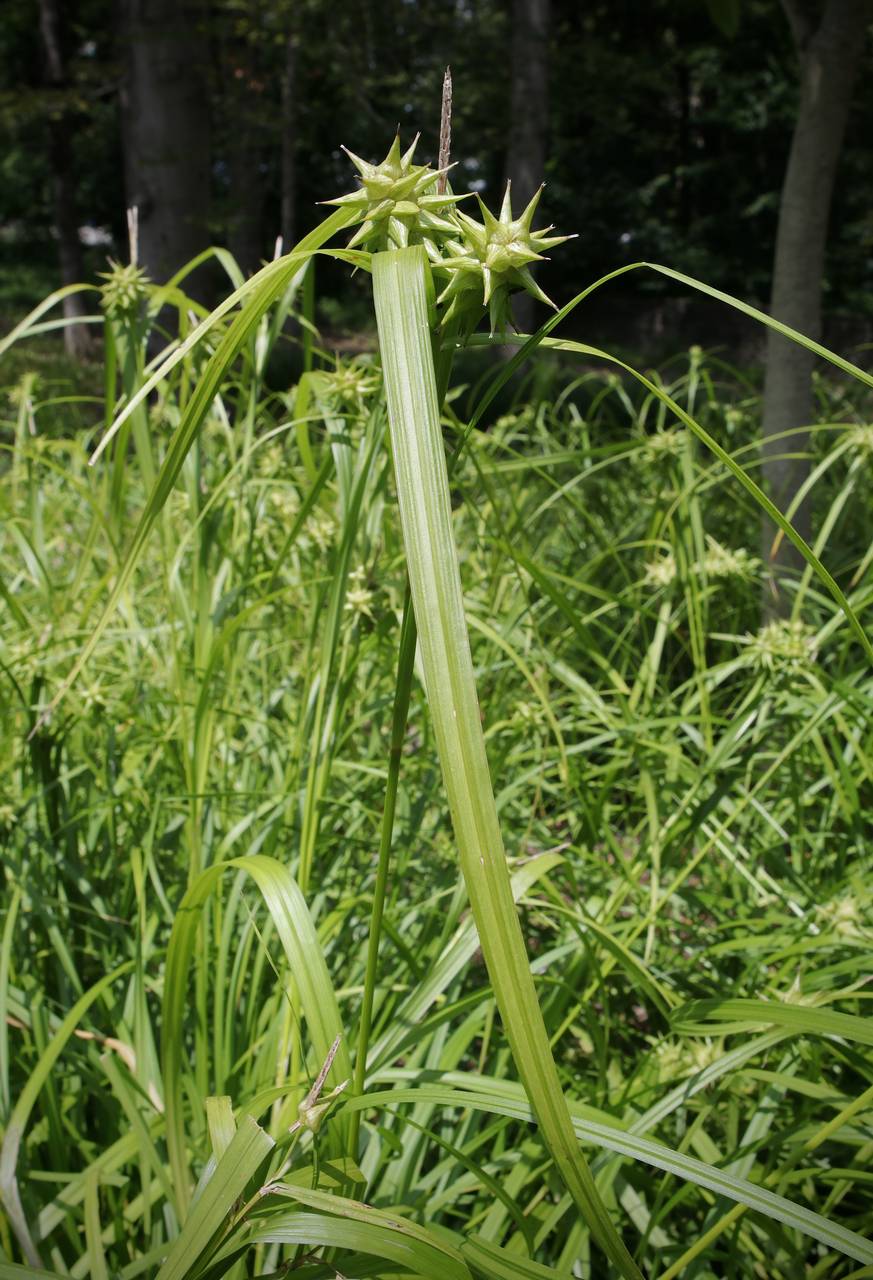 Photo of Gray's Sedge