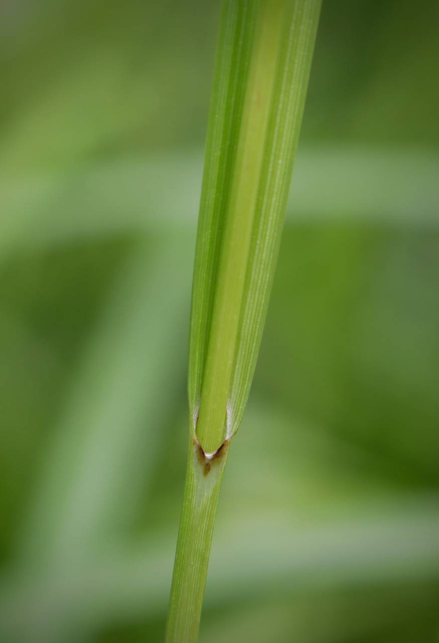 Photo of Gray's Sedge