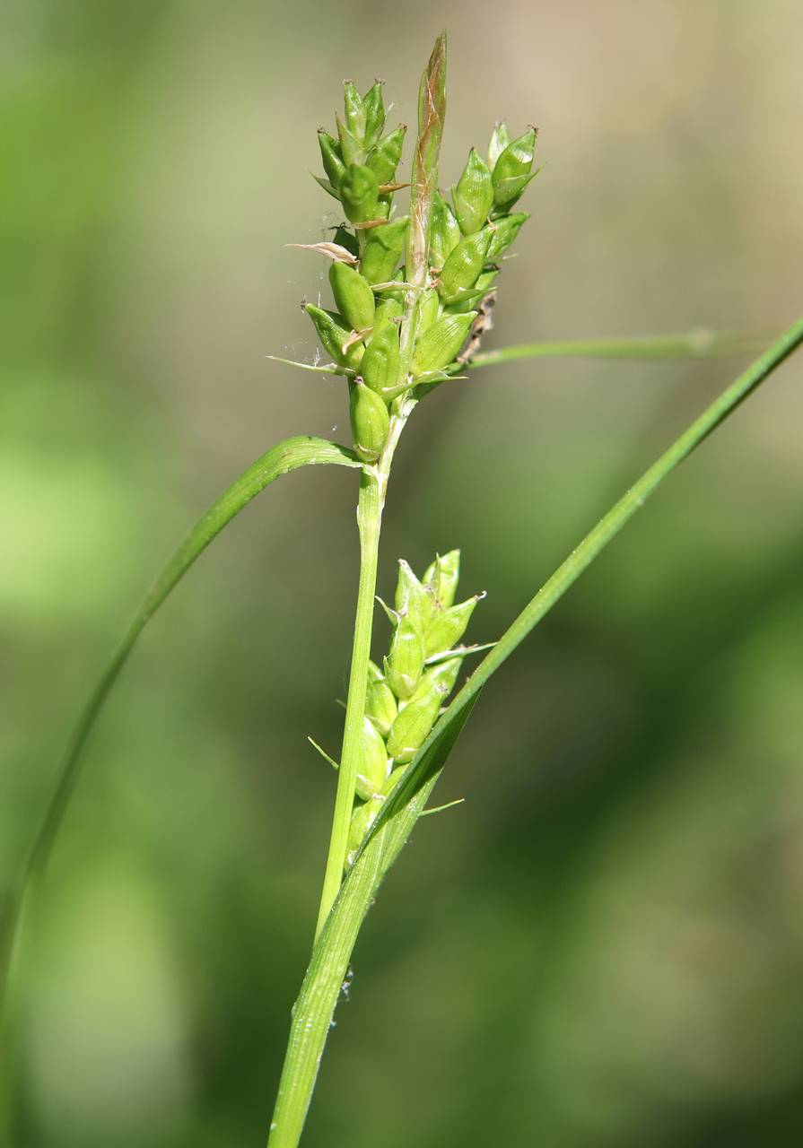 Photo of Wood Gray Sedge
