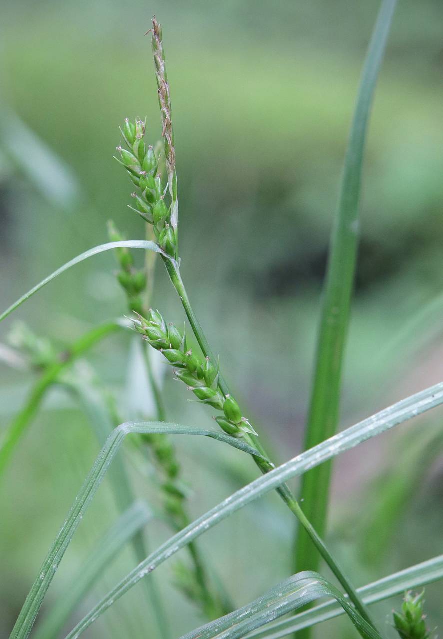 Photo of Wood Gray Sedge