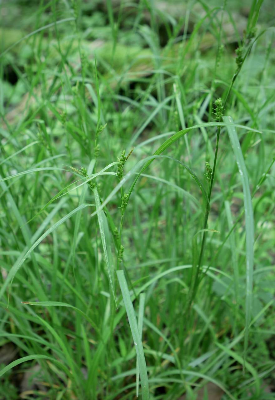Photo of Wood Gray Sedge