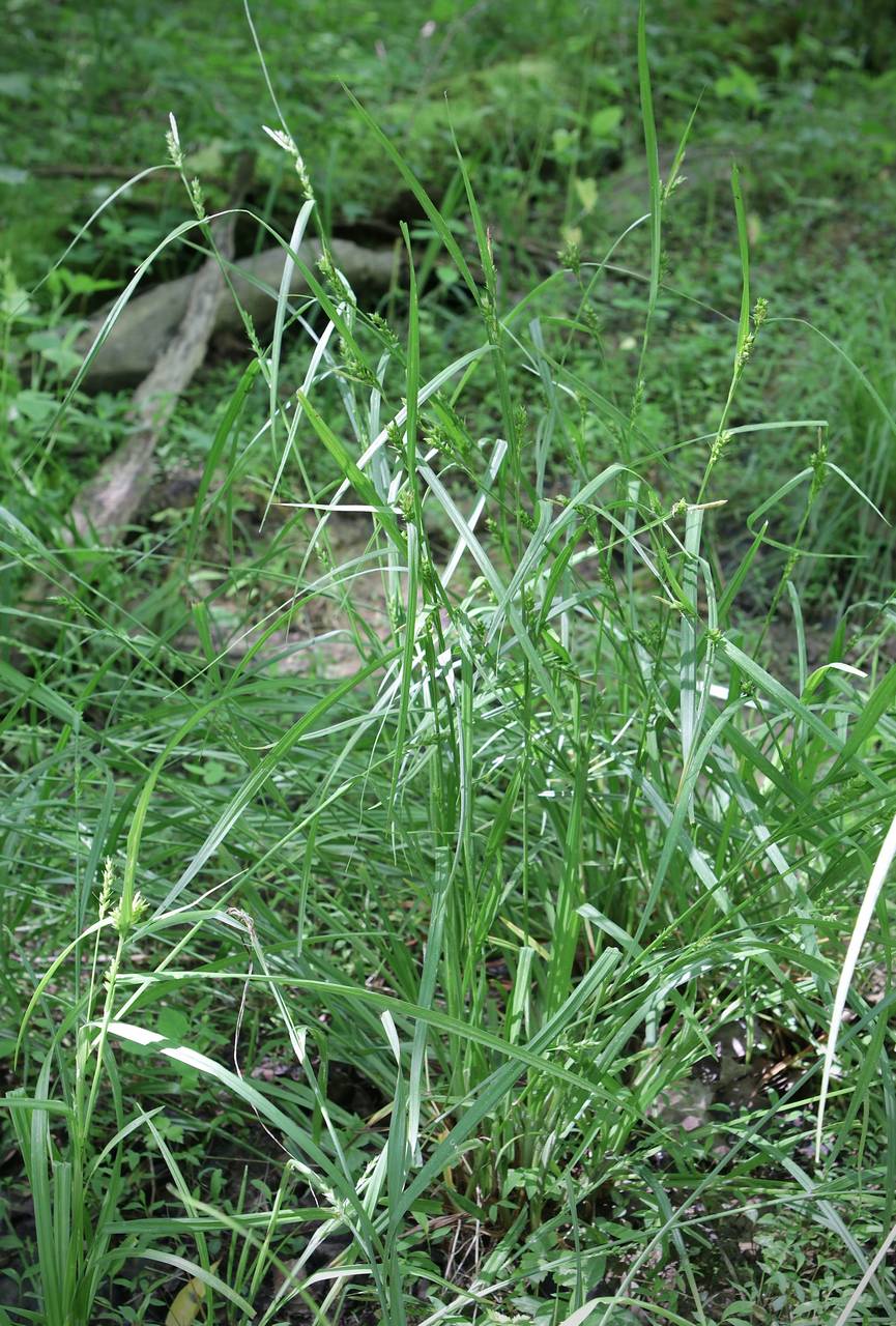 Photo of Wood Gray Sedge