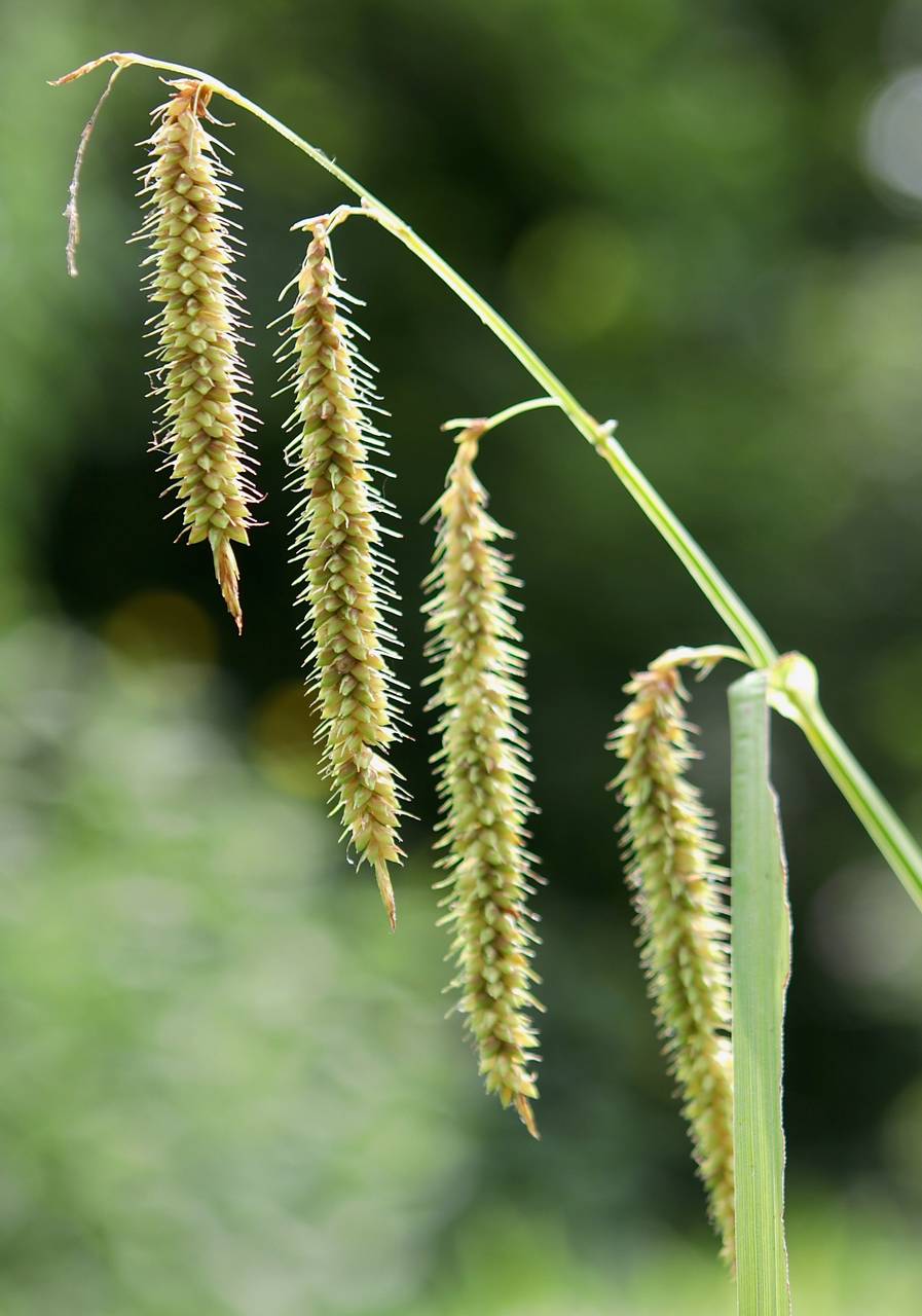 Photo of Nodding Sedge