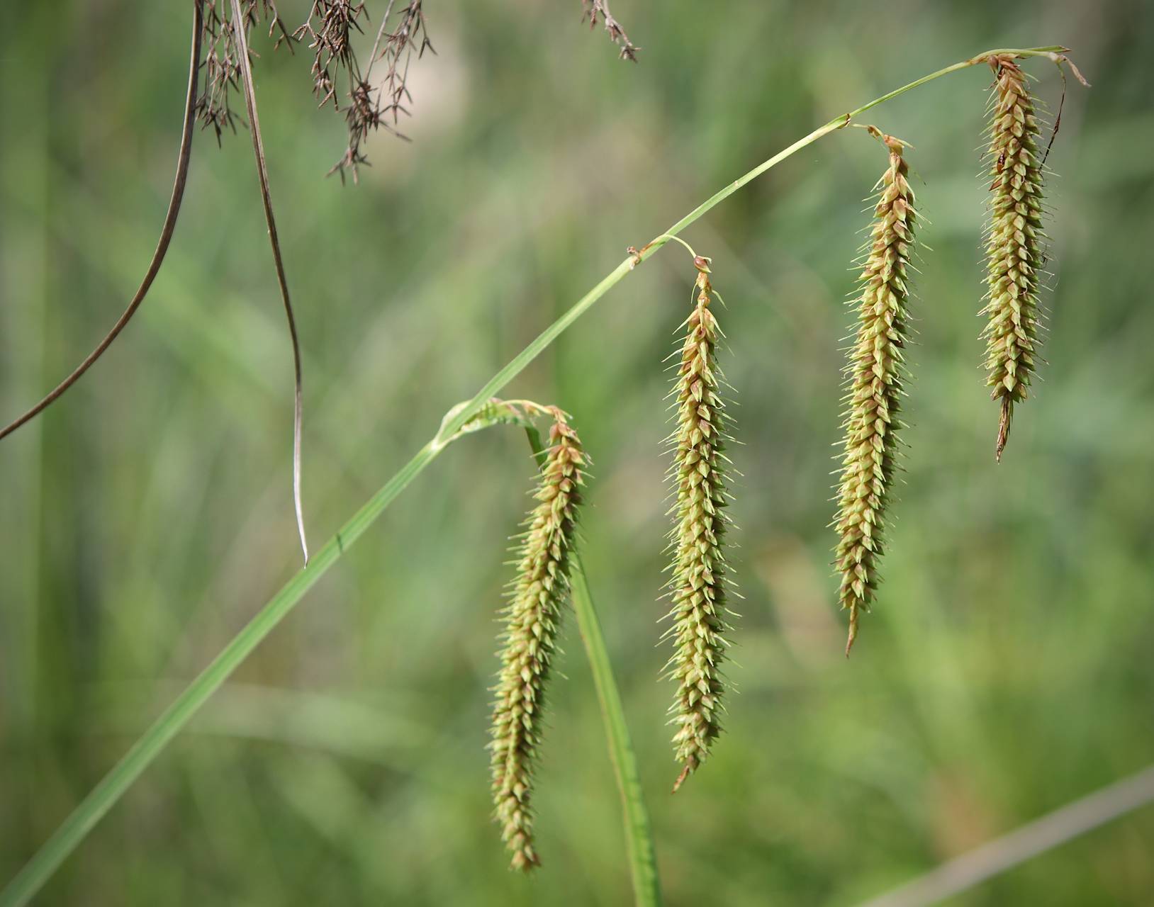 Photo of Nodding Sedge