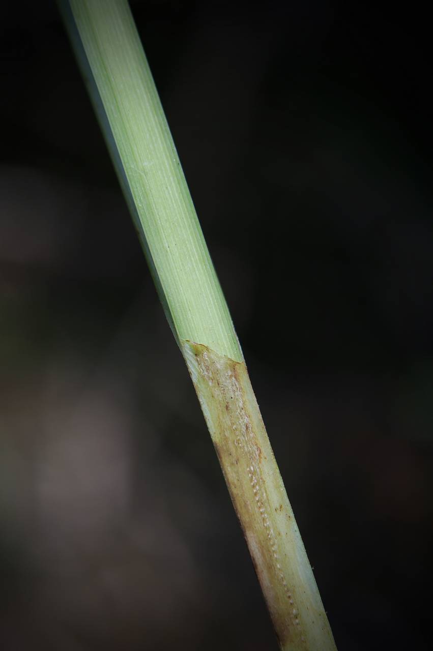 Photo of Nodding Sedge