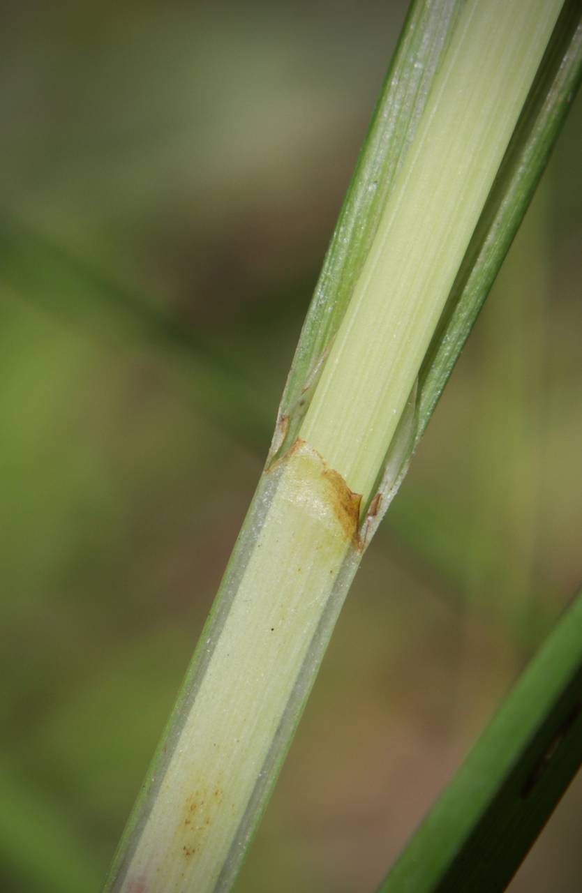 Photo of Nodding Sedge