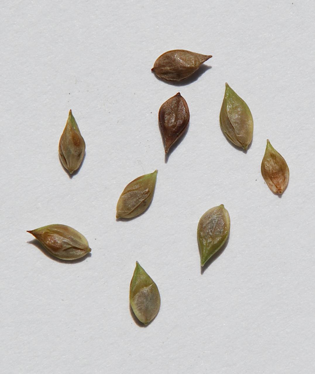 Photo of Nodding Sedge