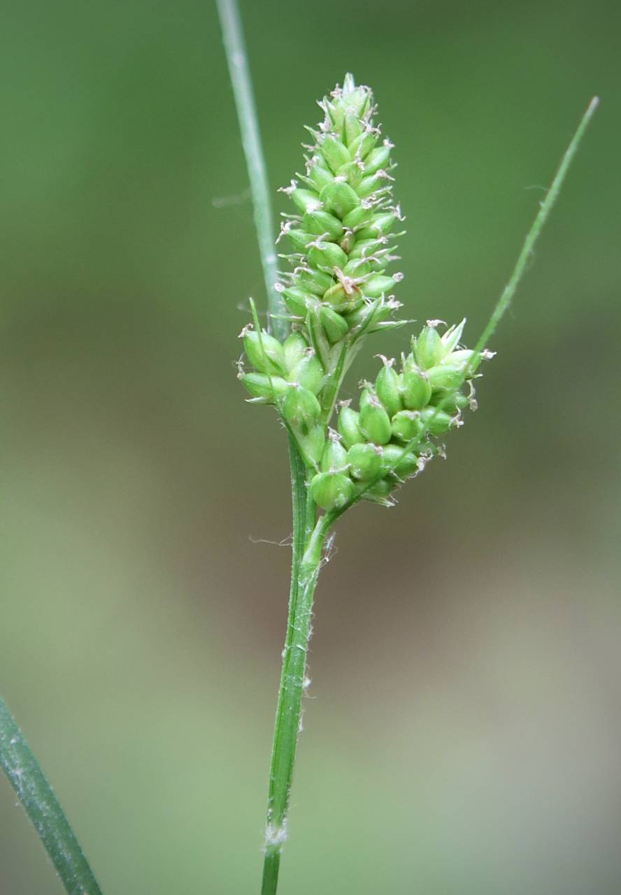 Photo of Hairy-Leaved Sedge