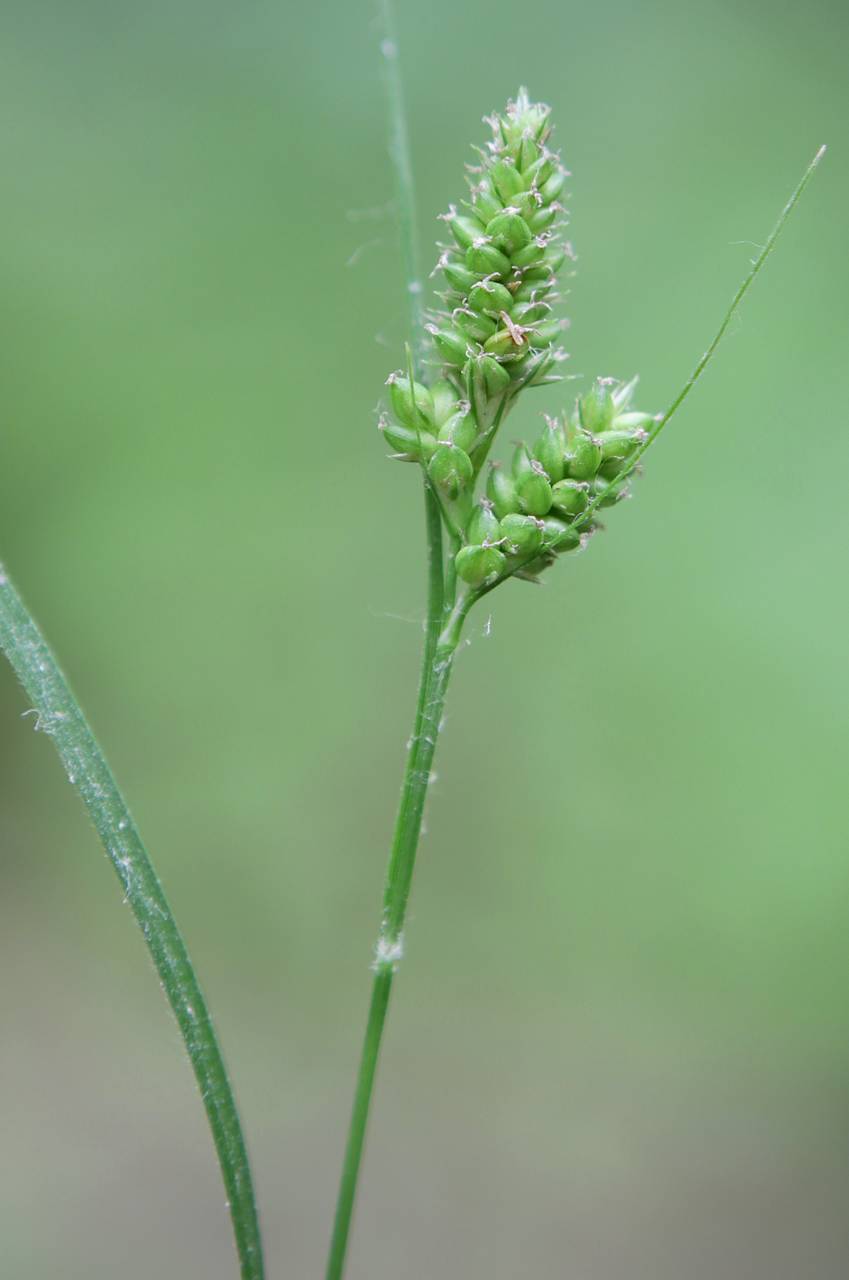 Photo of Hairy-Leaved Sedge