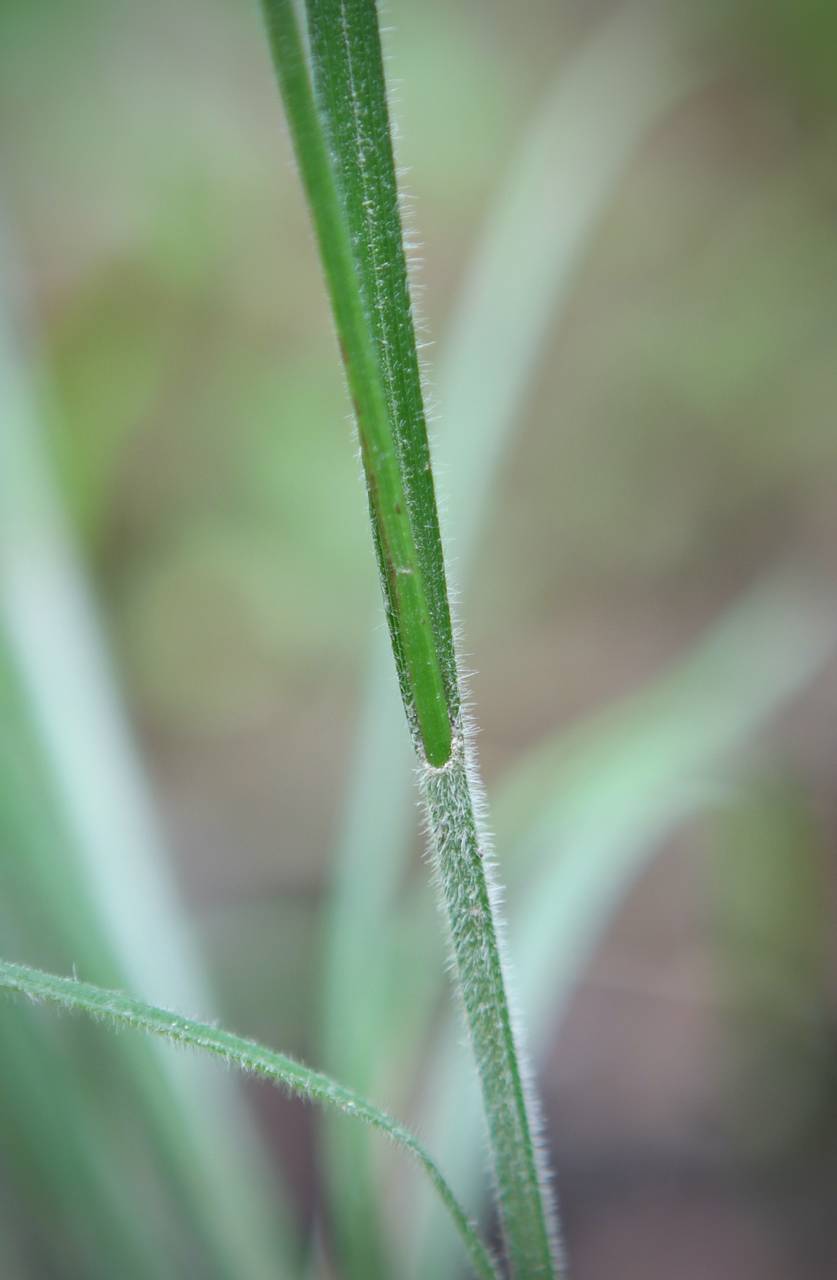 Photo of Hairy-Leaved Sedge