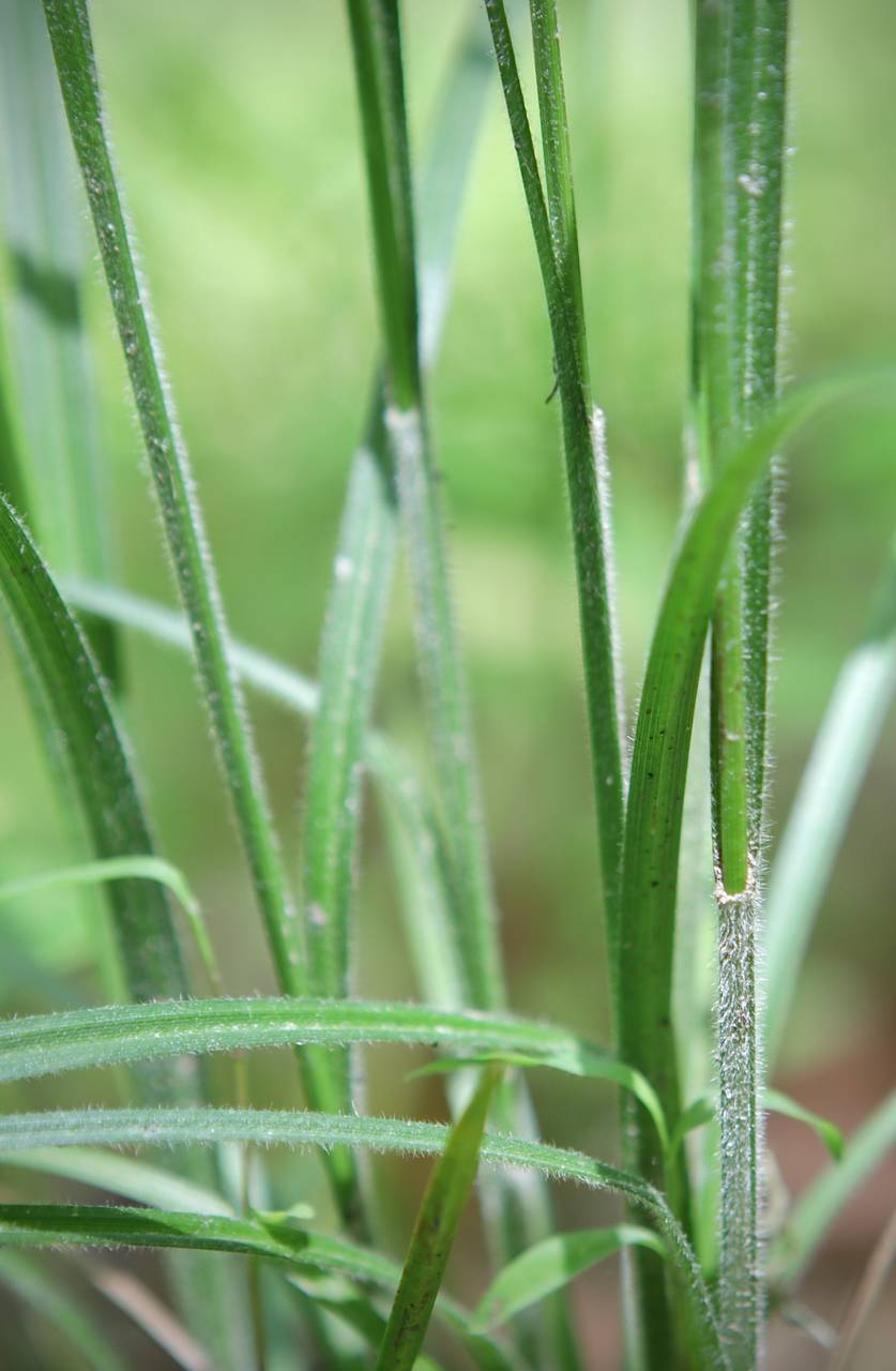 Photo of Hairy-Leaved Sedge