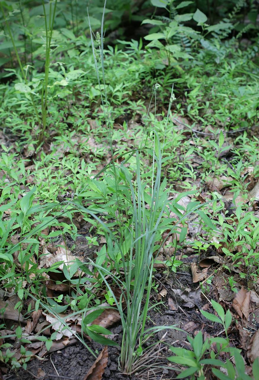 Photo of Hairy-Leaved Sedge