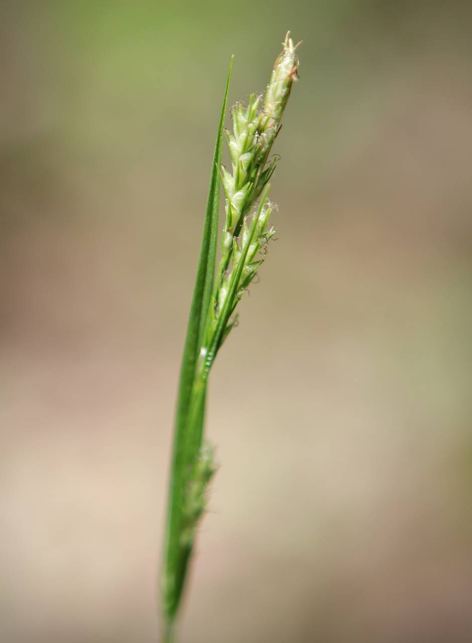 Photo of Hairy Wood Sedge