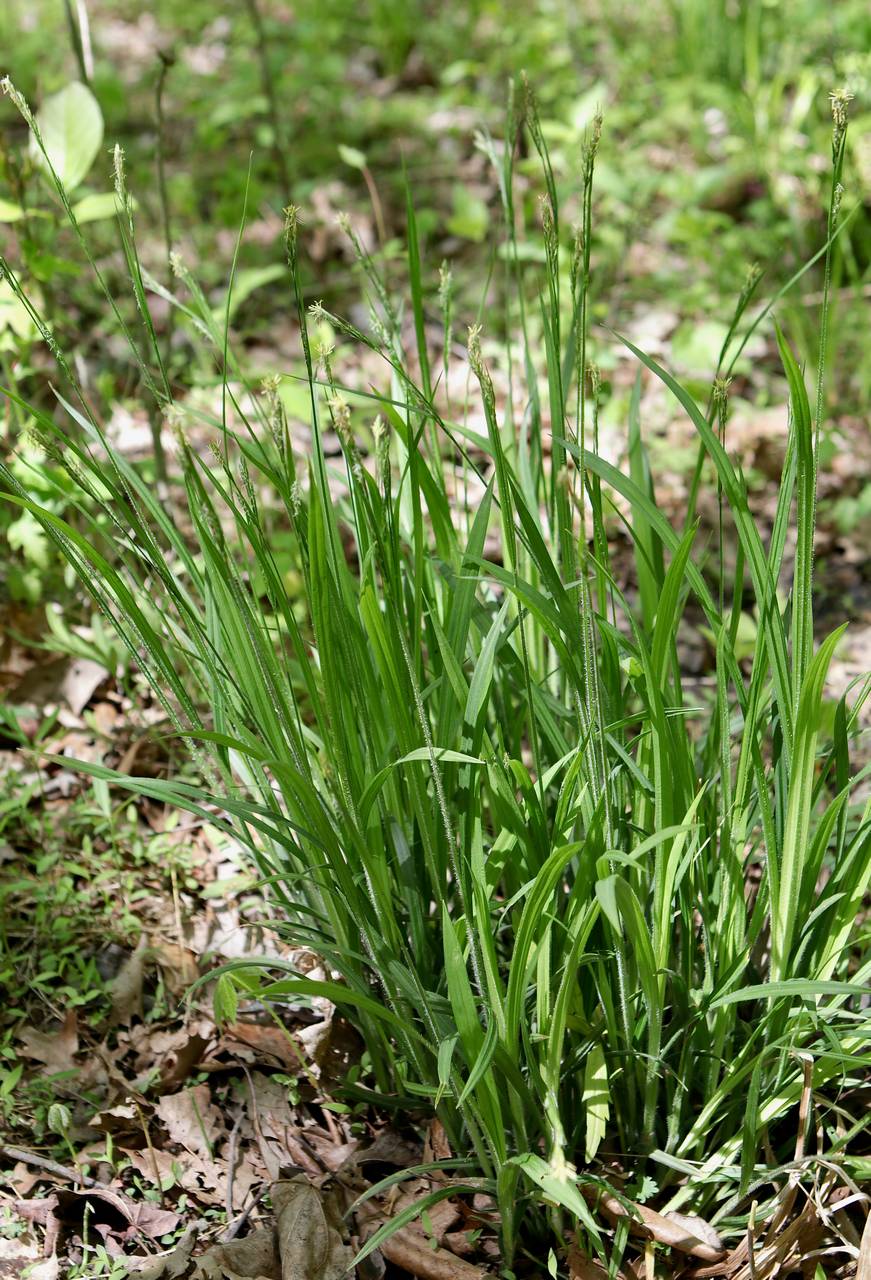 Photo of Hairy Wood Sedge