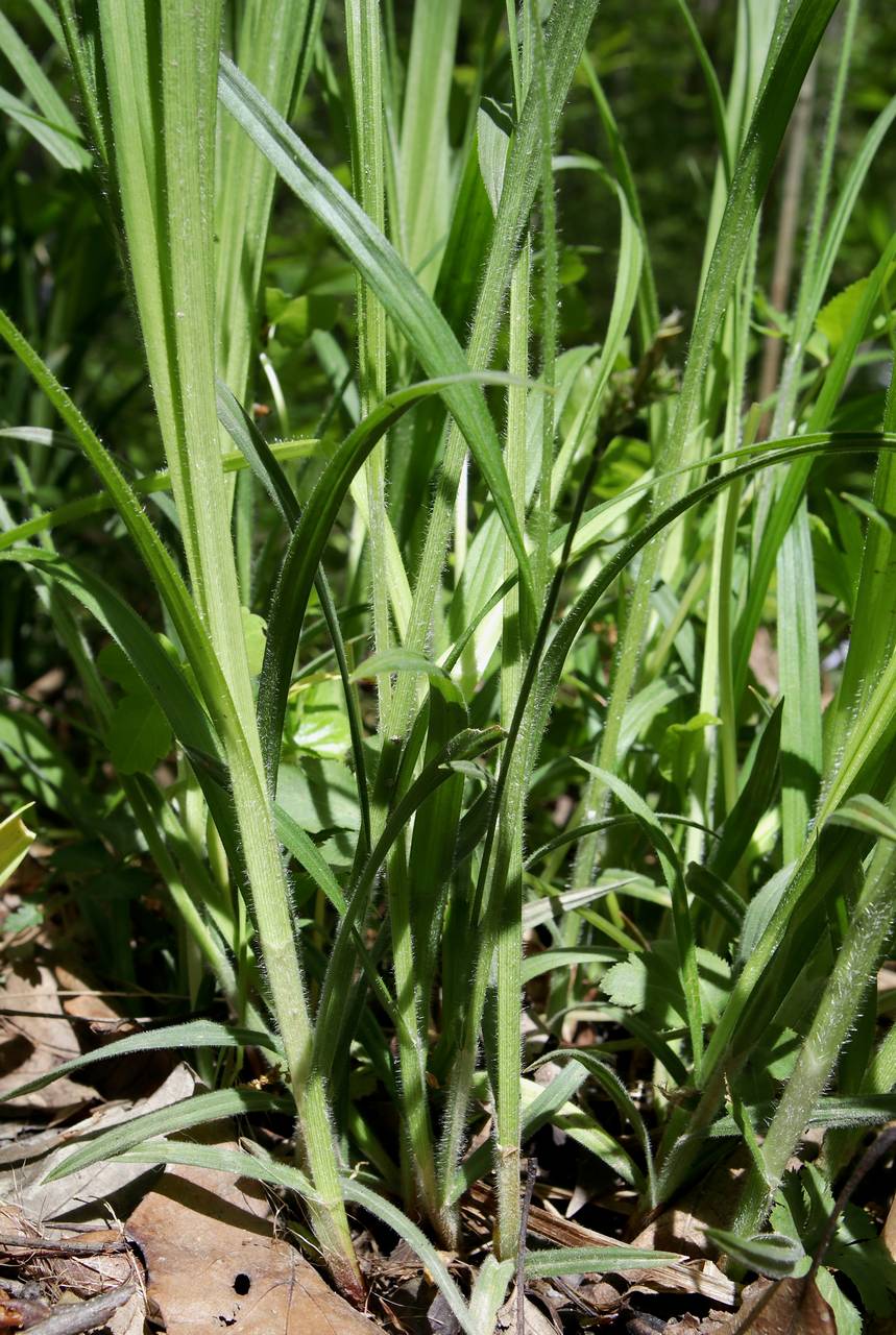 Photo of Hairy Wood Sedge