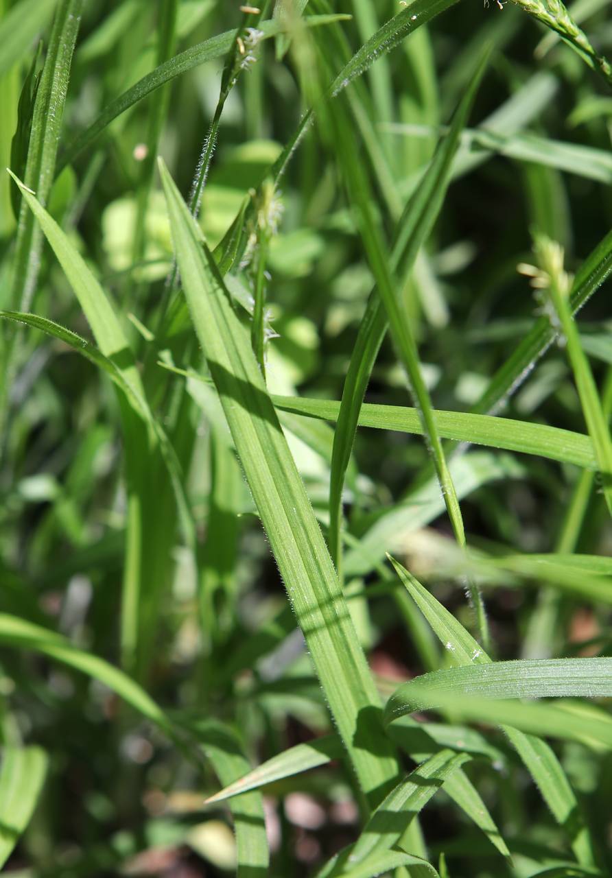 Photo of Hairy Wood Sedge