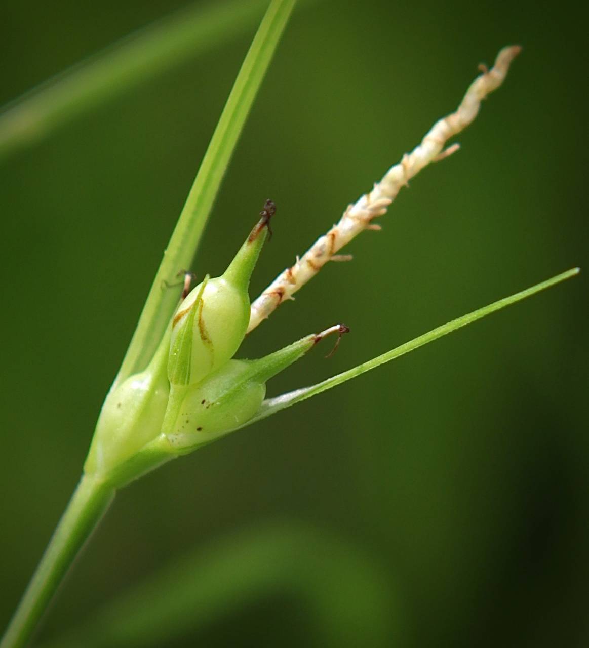 Photo of James' Sedge