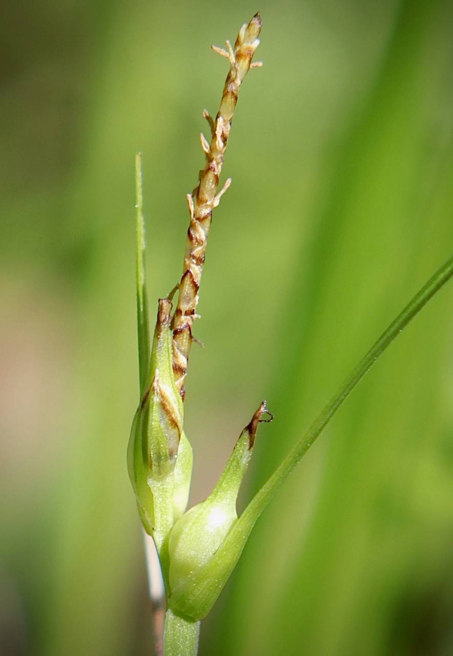 Photo of James' Sedge