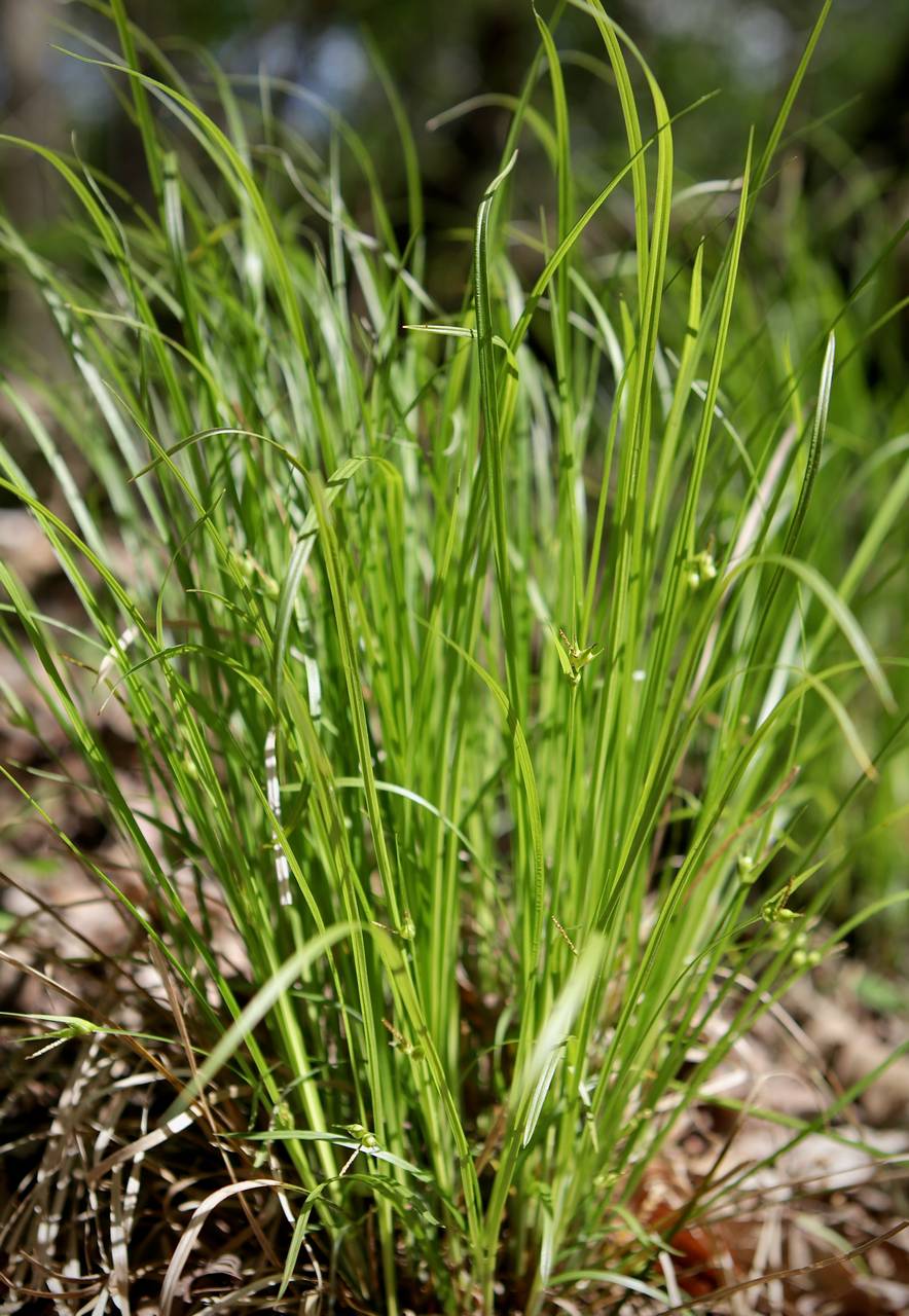 Photo of James' Sedge