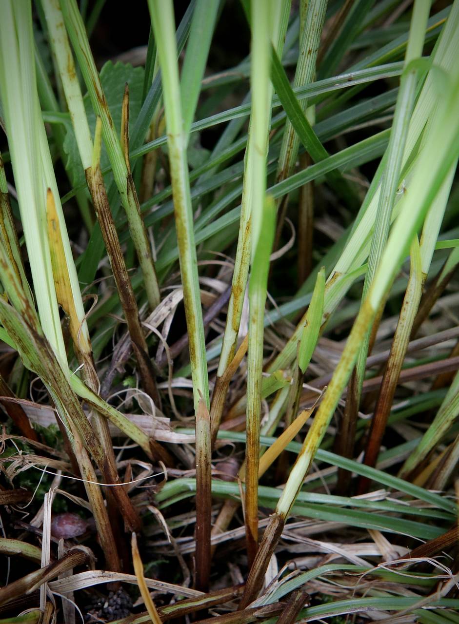 Photo of James' Sedge