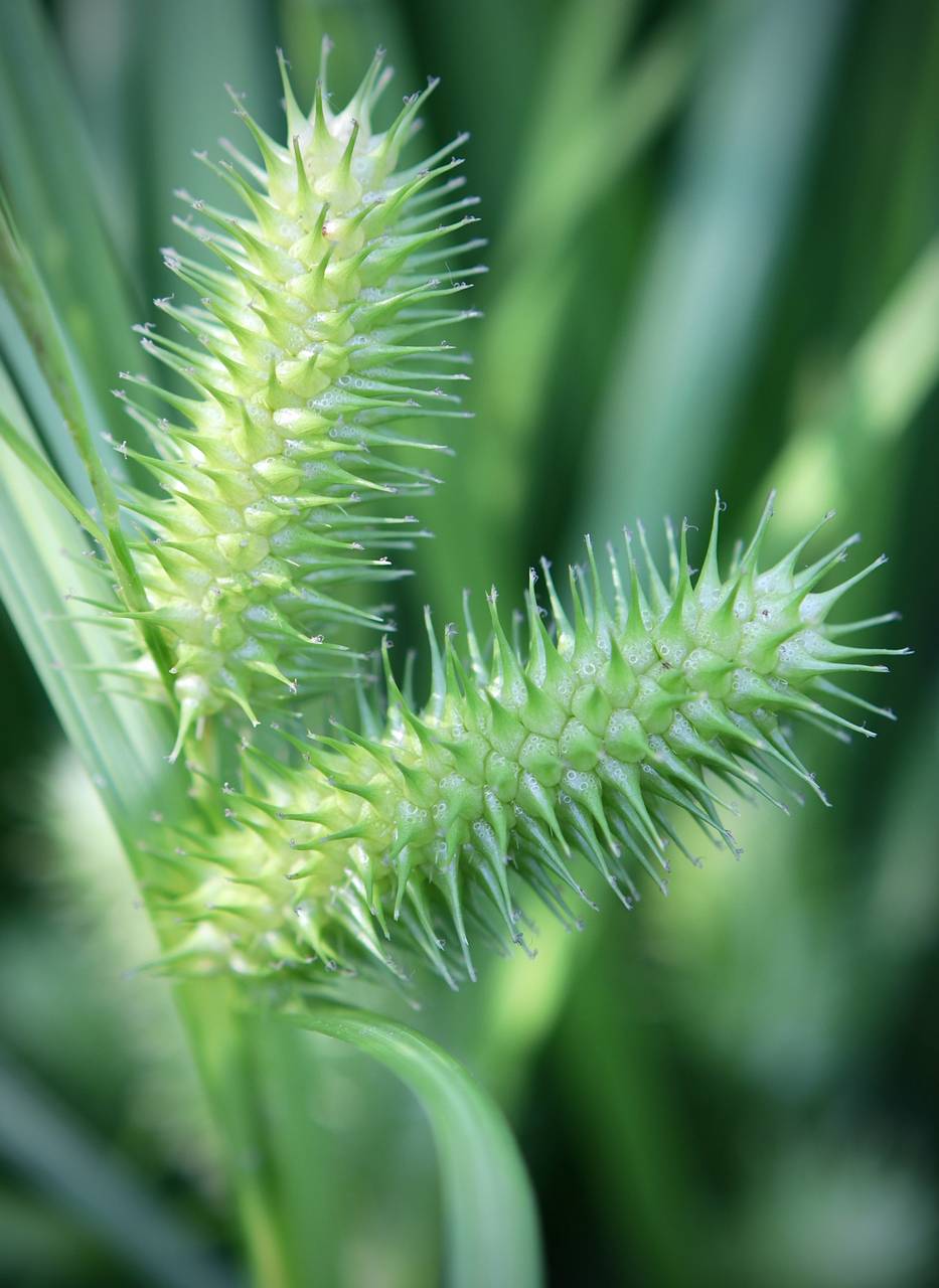 Photo of Sallow Sedge