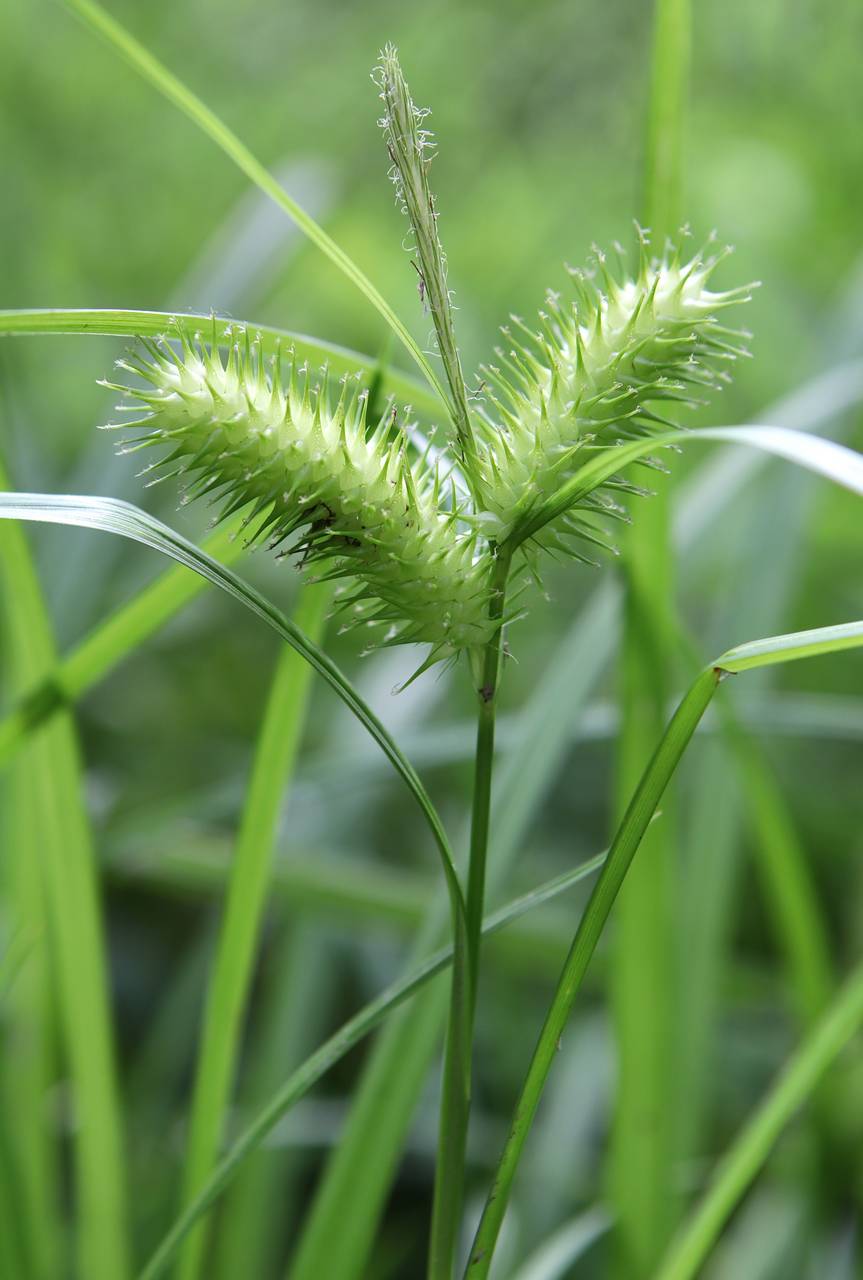 Photo of Sallow Sedge