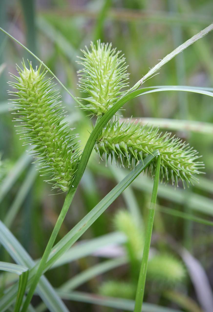 Photo of Sallow Sedge