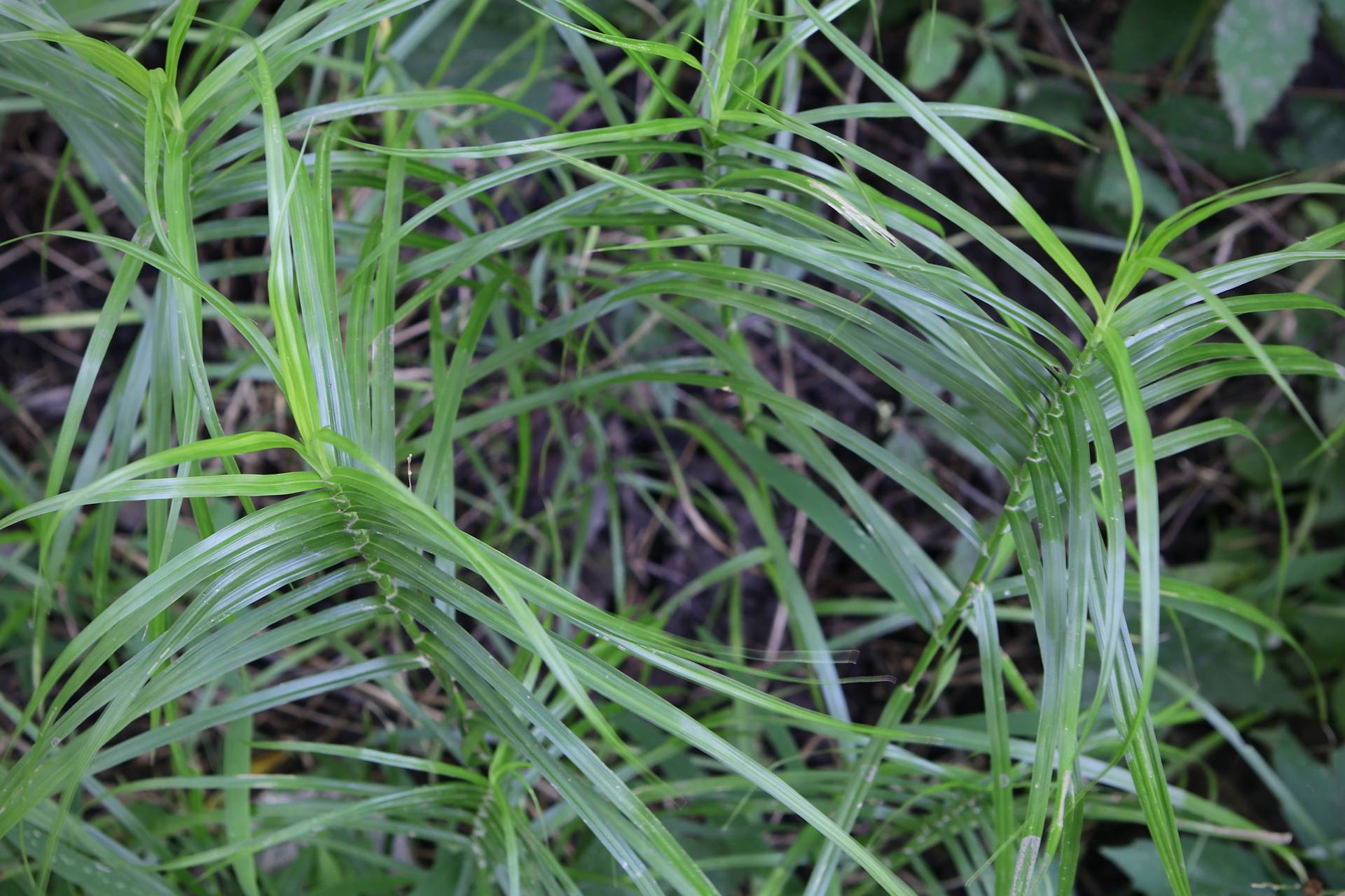 Photo of Palm Sedge