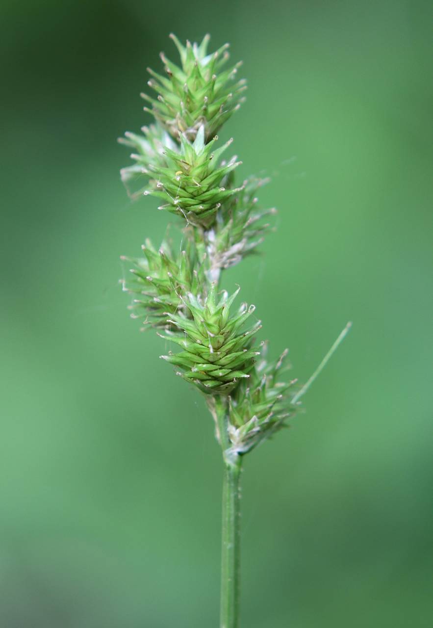 Photo of Greater Straw Sedge