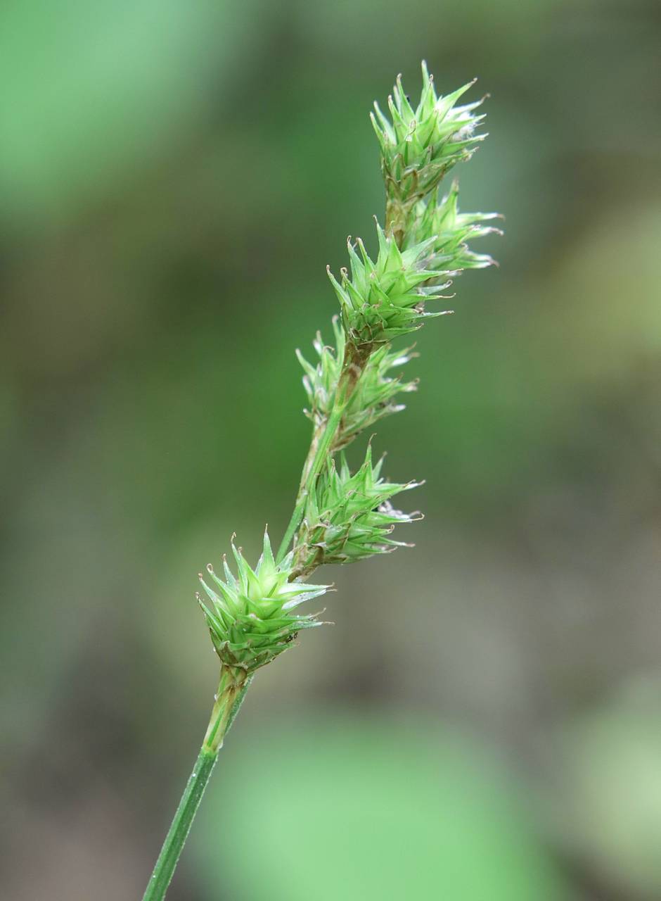 Photo of Greater Straw Sedge