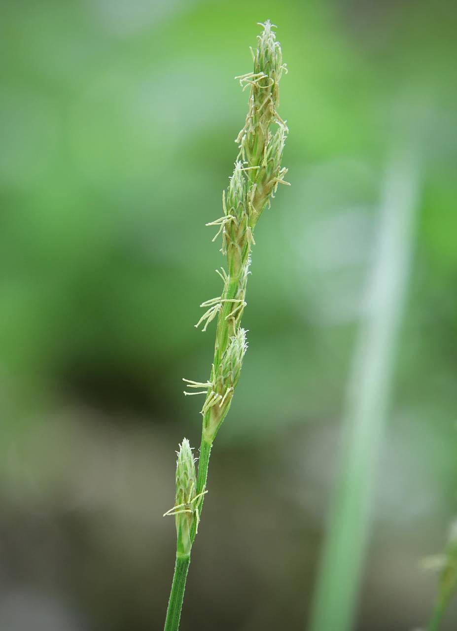 Photo of Greater Straw Sedge