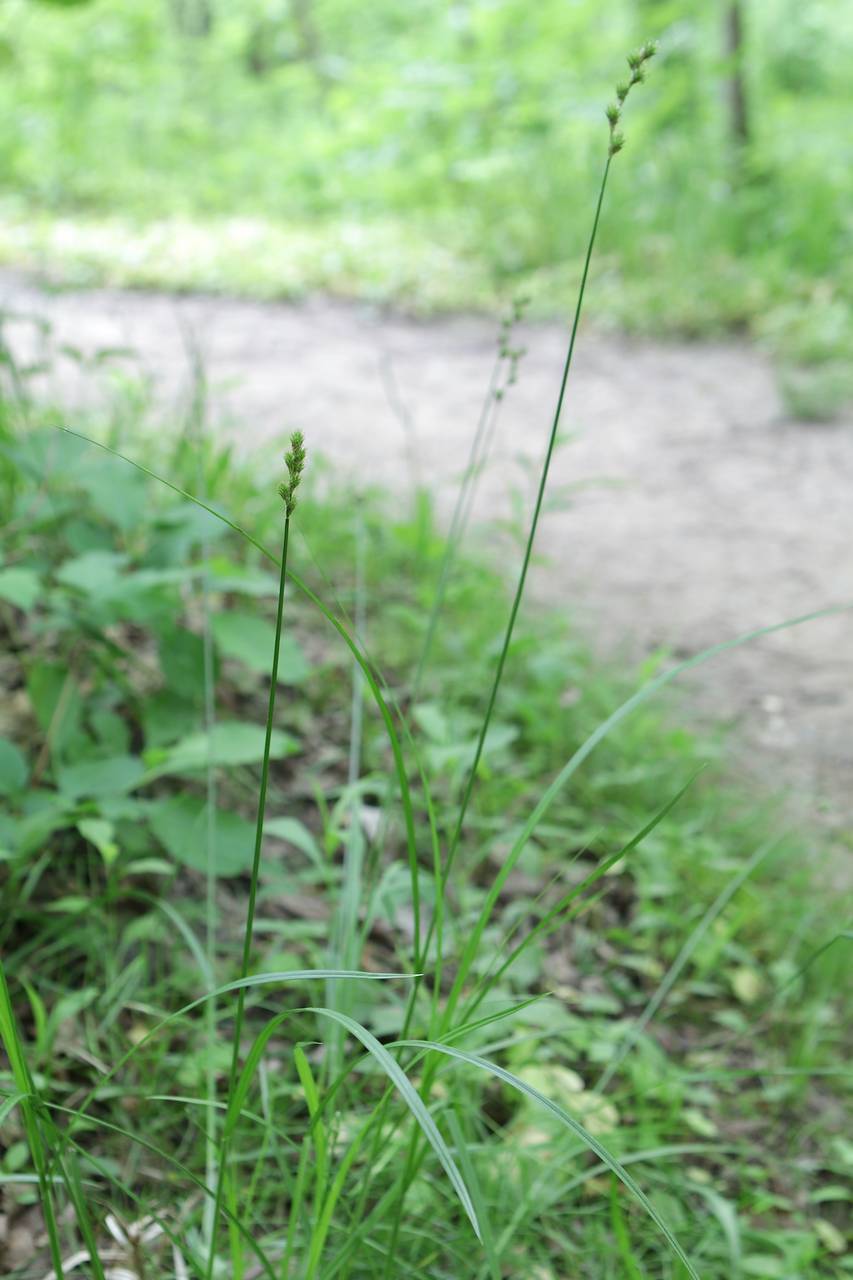 Photo of Greater Straw Sedge