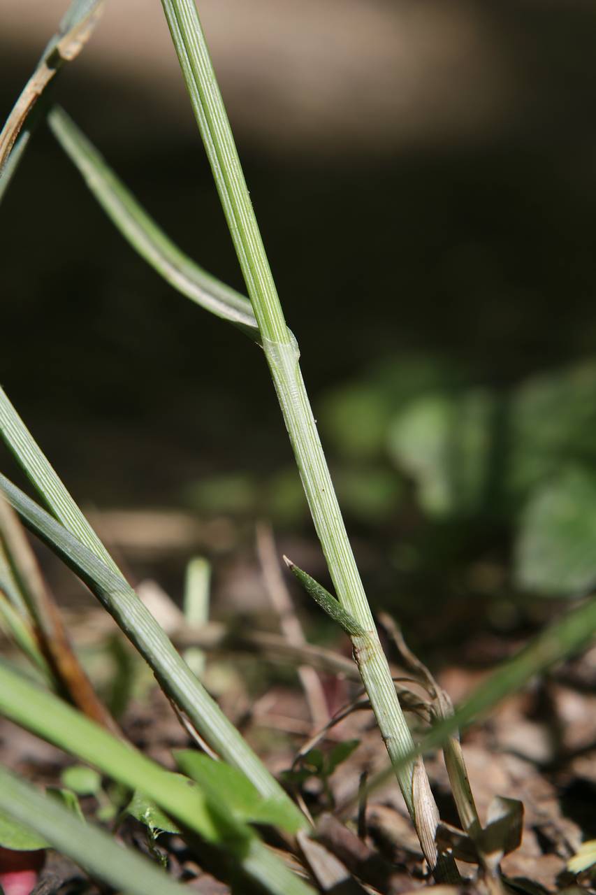 Photo of Greater Straw Sedge